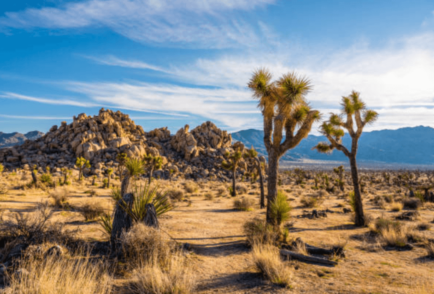 joshua tree - the best national parks for a romantic getaway